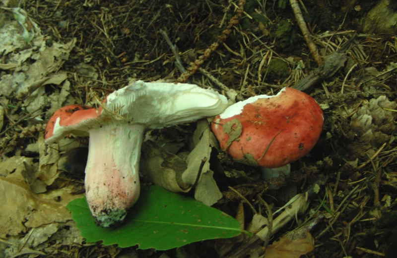 Russula silvestris